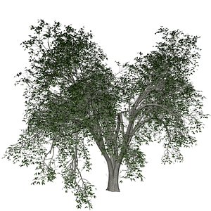3D American Elm Tree - 10 - model