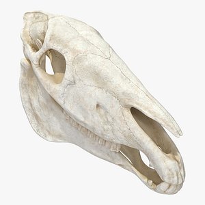 horse skull 3D model