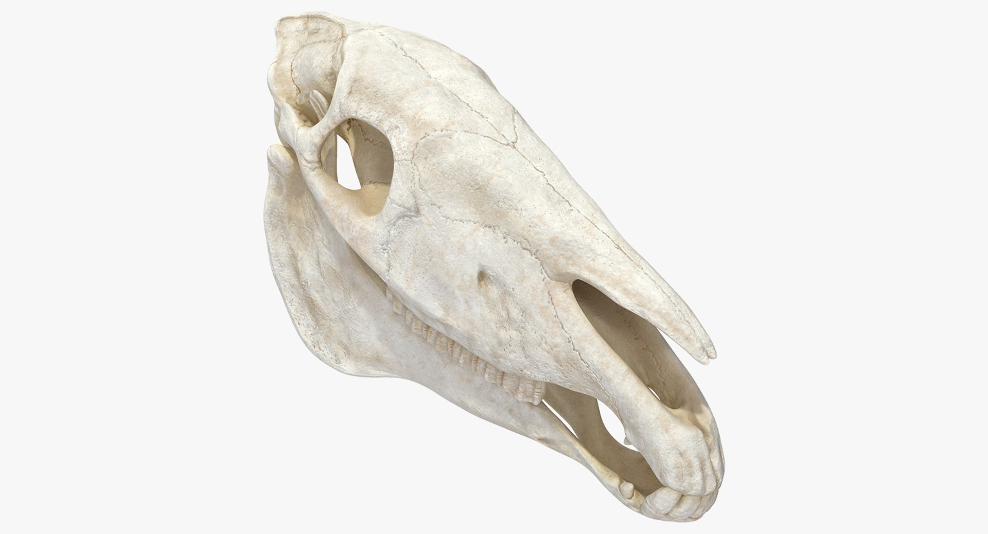 馬の頭蓋骨3Dモデル - TurboSquid 1336976