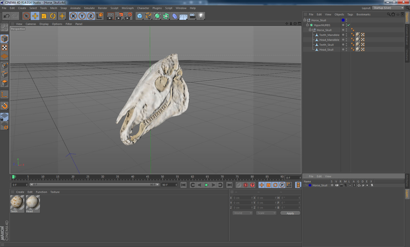 Horse skull 3D model - TurboSquid 1336976