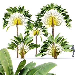 Ravenala Madagascariensis Travelers Palm 5 Trees