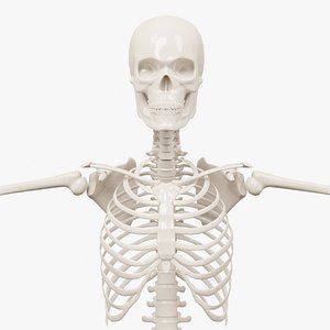 Realistic Human Skeleton