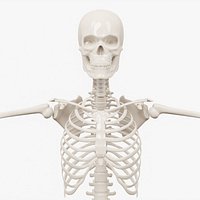 Realistic Human Skeleton
