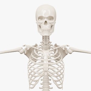 Realistic Human Skeleton