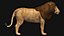 Low polygon lion and lioness collection