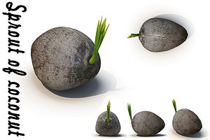 Sprout of coconut # 2