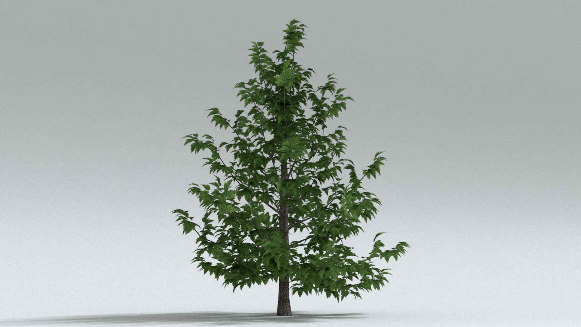 laos Norway Maple 3D https://p.turbosquid.com/ts-thumb/qK/SuR1Uh/Pc/preview02/jpg/1761473118/1920x1080/fit_q87/6f669fb65d875fbb85bc3b4d39b852f207791d5a/preview02.jpg