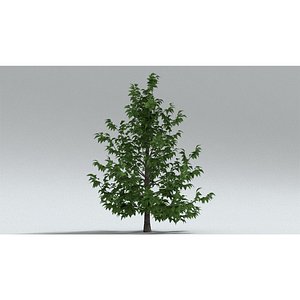 laos Norway Maple 3D