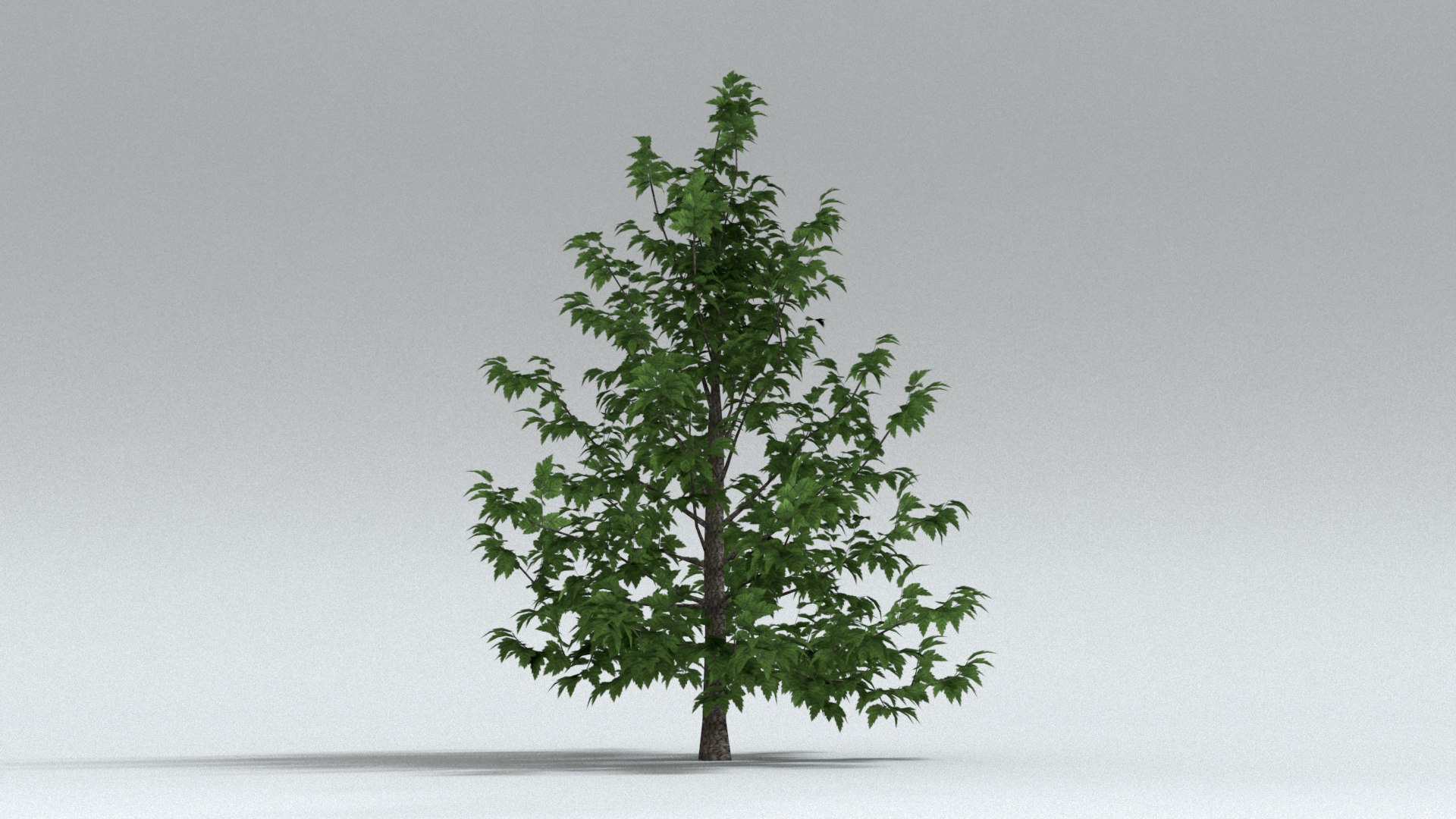 laos Norway Maple 3D https://p.turbosquid.com/ts-thumb/qK/SuR1Uh/Xl/preview01/jpg/1761473117/1920x1080/fit_q87/a0c9d657adc8313adc5a8bd1c1156fd416e9ef1c/preview01.jpg