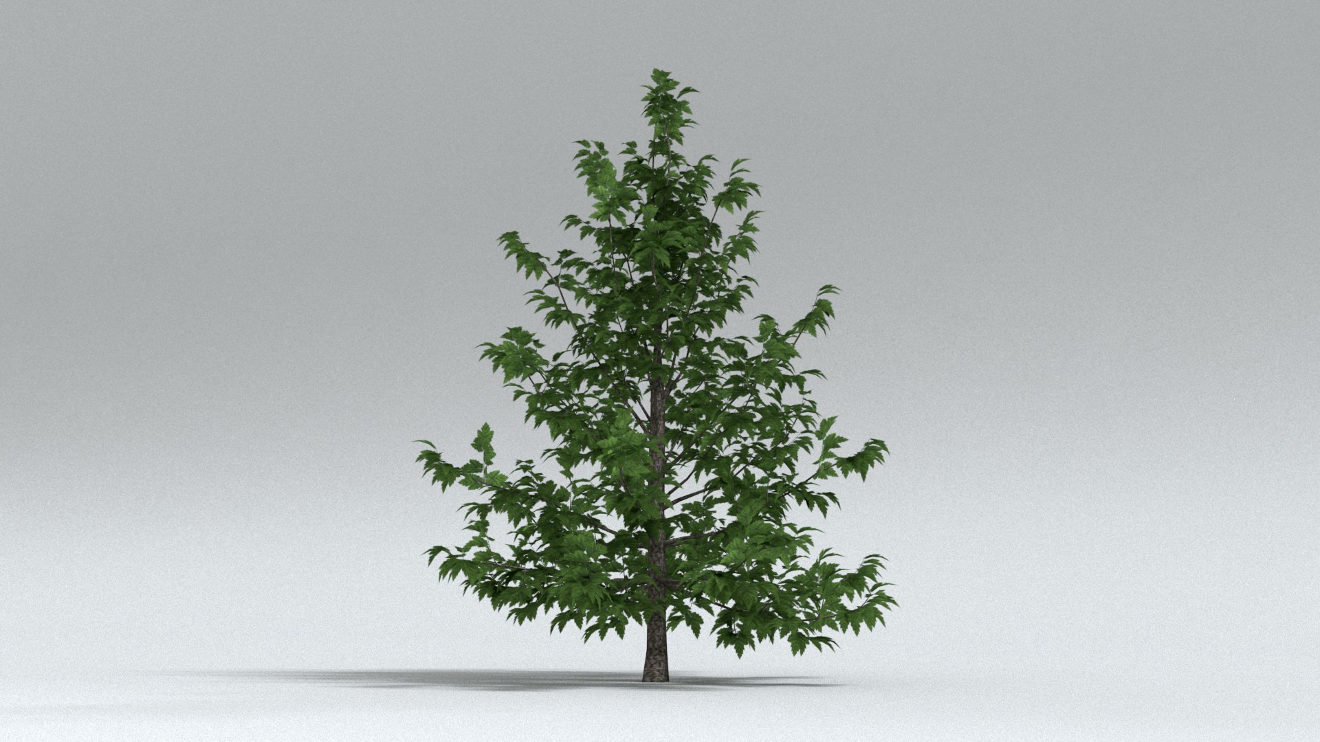 laos Norway Maple 3D https://p.turbosquid.com/ts-thumb/qK/SuR1Uh/v1/preview03/jpg/1761473120/1920x1080/fit_q87/ad92fd363f442b0f28405a5ff8f577b99ca6c3c3/preview03.jpg