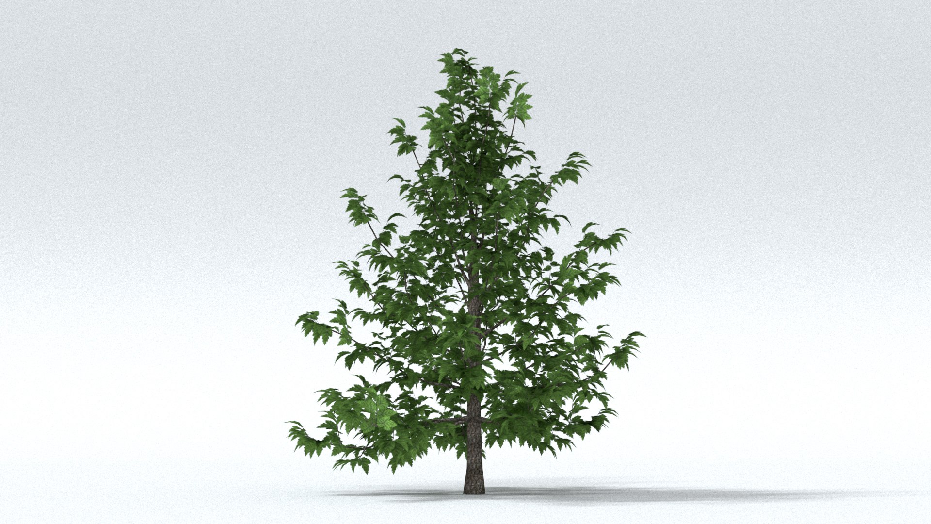 laos Norway Maple 3D https://p.turbosquid.com/ts-thumb/qK/SuR1Uh/zR/preview04/jpg/1761473122/1920x1080/fit_q87/e4100201e9c9637691c8b5843eac02250cc300b3/preview04.jpg