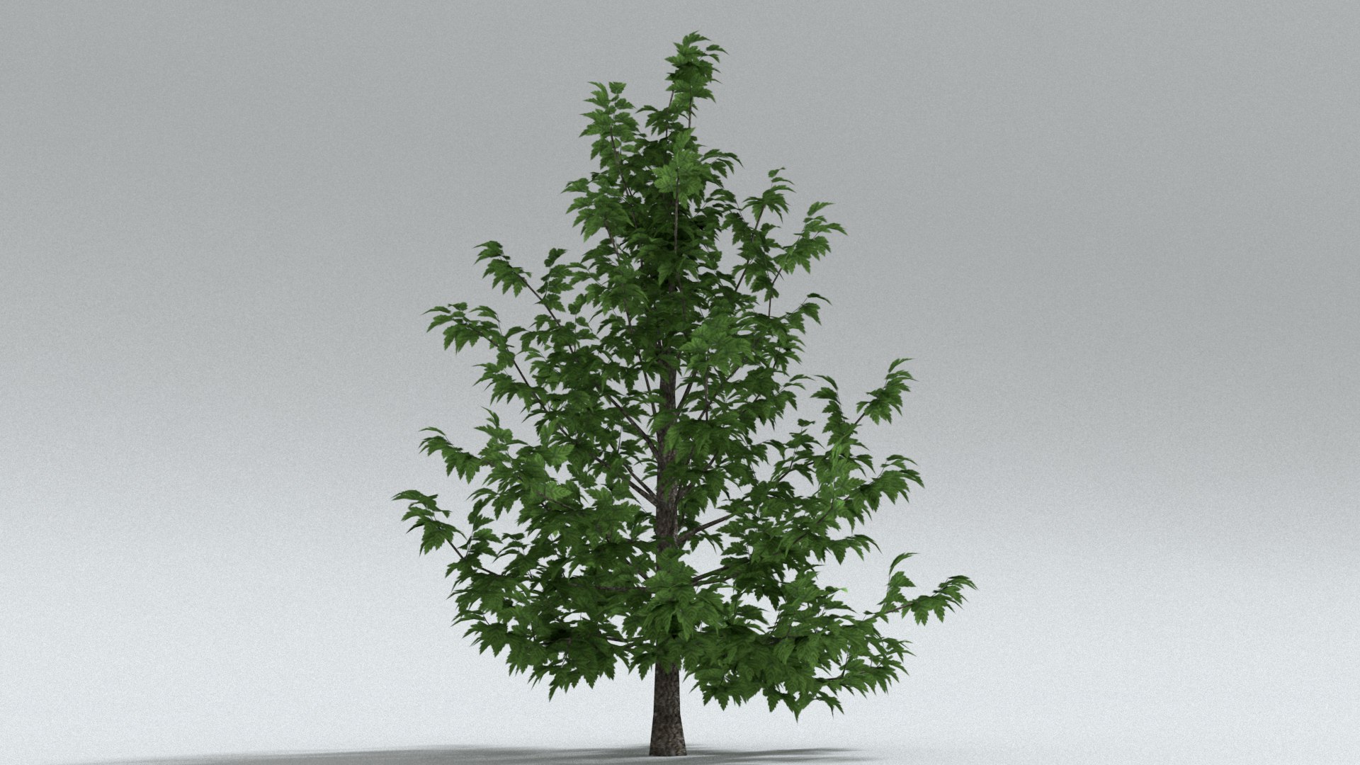 laos Norway Maple 3D https://p.turbosquid.com/ts-thumb/qK/SuR1Uh/zd/preview05/jpg/1761473124/1920x1080/fit_q87/e2c8507bd4cd9a8b1308d425573594037a251599/preview05.jpg