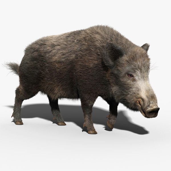 3d model wild boar fur rigged