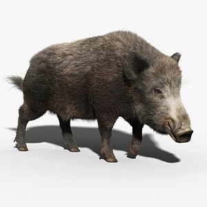 Wild Boar(FUR)(RIGGED)