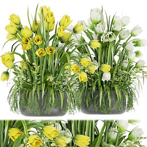 Collection plant vol 43