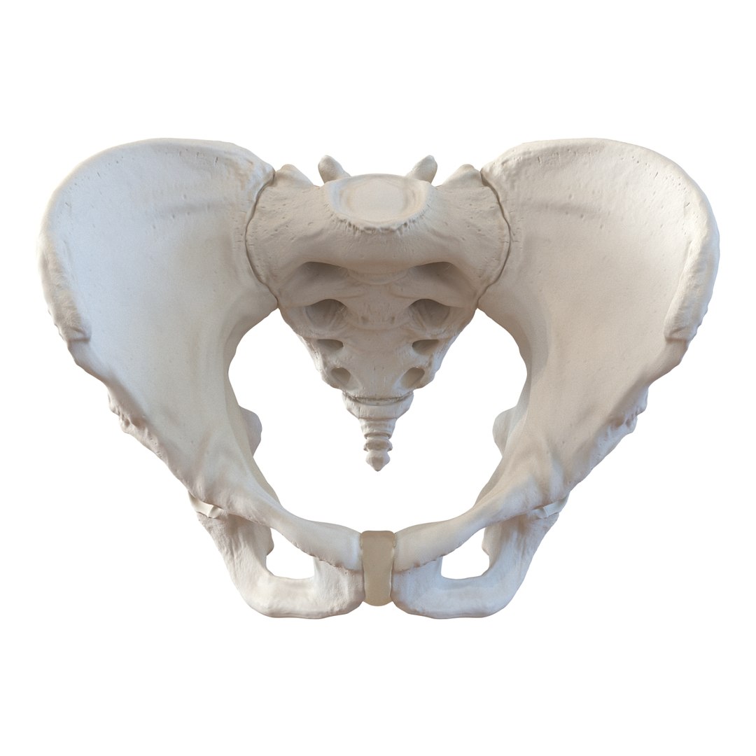 Max Female Pelvis Skeleton