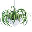 Collection d'intérieur de plantes suspendues-29
