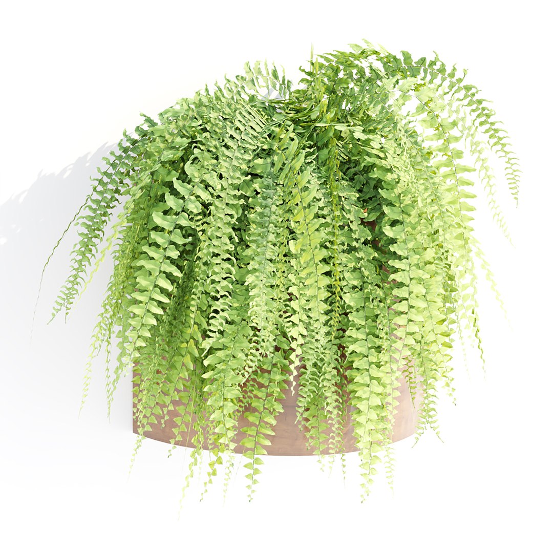 Hanging plants indoor collection-29 3D model https://p.turbosquid.com/ts-thumb/qL/9AHYOw/9v/h/jpg/1693862426/1920x1080/fit_q87/6391f351f04884352ee00dde18eb03a53b445f16/h.jpg
