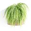 Collection d'intérieur de plantes suspendues-29