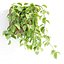 Collection d'intérieur de plantes suspendues-29