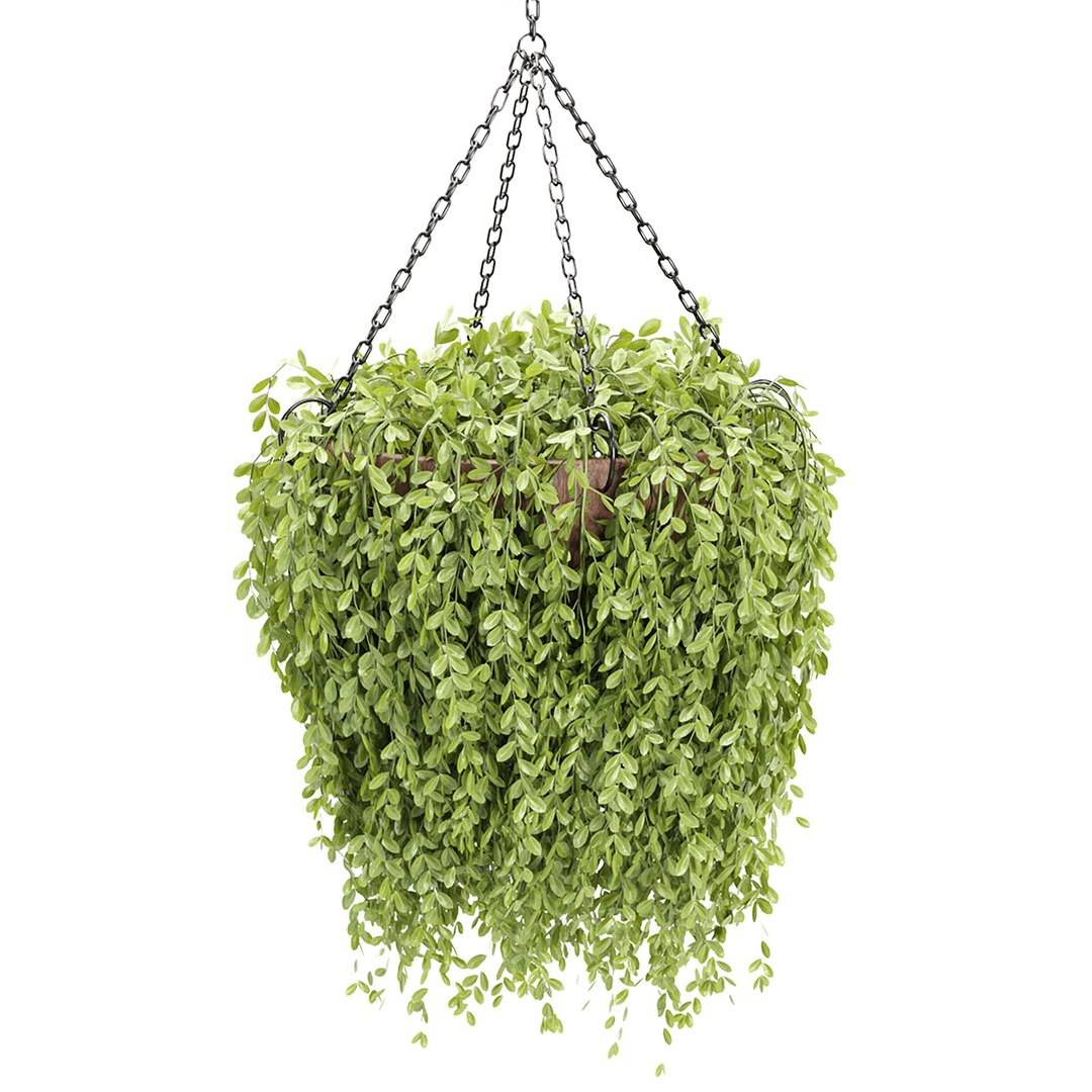 Hanging plants indoor collection-29 3D model https://p.turbosquid.com/ts-thumb/qL/9AHYOw/Nz/d/jpg/1693862423/1920x1080/fit_q87/46a09c89d948ca5be19468c7ce852544d5c2d5e1/d.jpg