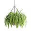 Collection d'intérieur de plantes suspendues-29