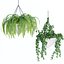 Collection d'intérieur de plantes suspendues-29