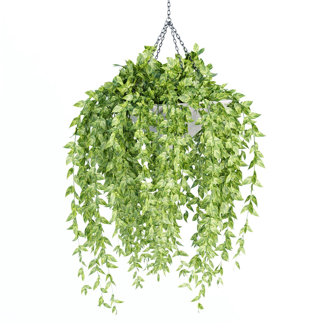 Hanging plants indoor collection-29 3D model https://p.turbosquid.com/ts-thumb/qL/9AHYOw/Wg/s/jpg/1693862430/1920x1080/fit_q87/39c39dc7dec23ef6d28fe90df618b6a30bdbcdc6/s.jpg