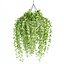 Collection d'intérieur de plantes suspendues-29