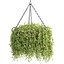 Collection d'intérieur de plantes suspendues-29