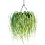 Collection d'intérieur de plantes suspendues-29