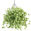 Collection d'intérieur de plantes suspendues-29