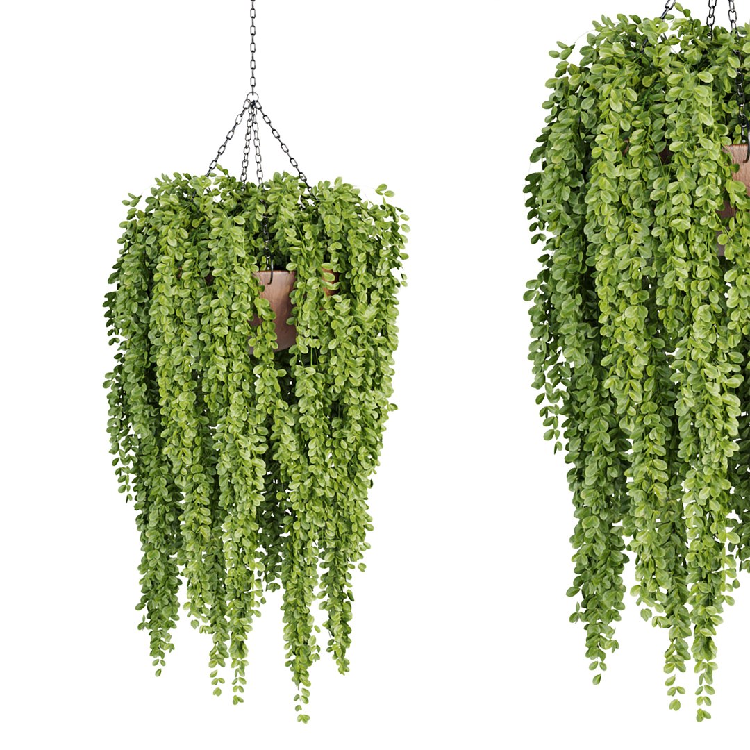 Hanging plants indoor collection-29 3D model https://p.turbosquid.com/ts-thumb/qL/9AHYOw/cI/l/jpg/1693862427/1920x1080/fit_q87/5dd8ffca157d5740837d2e585bd58a09a08e6fa1/l.jpg