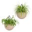 Collection d'intérieur de plantes suspendues-29