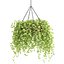 Collection d'intérieur de plantes suspendues-29