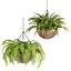 Collection d'intérieur de plantes suspendues-29