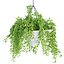 Collection d'intérieur de plantes suspendues-29