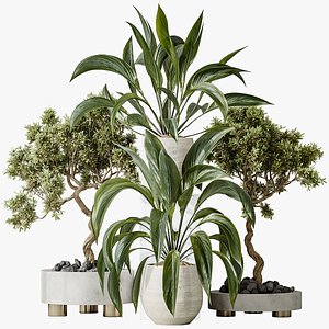 3D model AV Indoor plants set 157 Mission Kalamata Chemlali Olive and Spathiphyllum Wallisii Bellini Peace Li