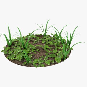 Grass Mix on Ground