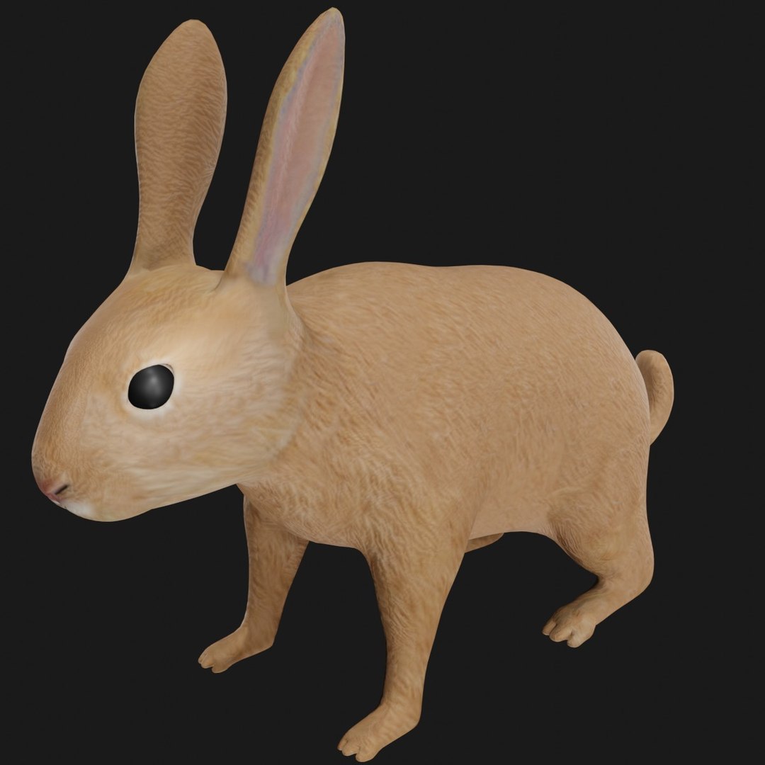 Realistic Rigged Rabbit 3D Model - TurboSquid 1669521