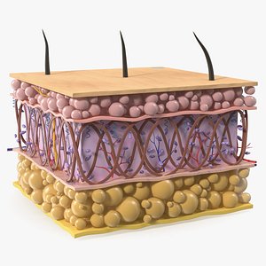Human Skin Anatomy Cross-Section Young Structure 3D