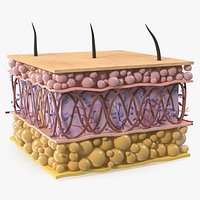 Human Skin Anatomy Cross-Section Young Structure
