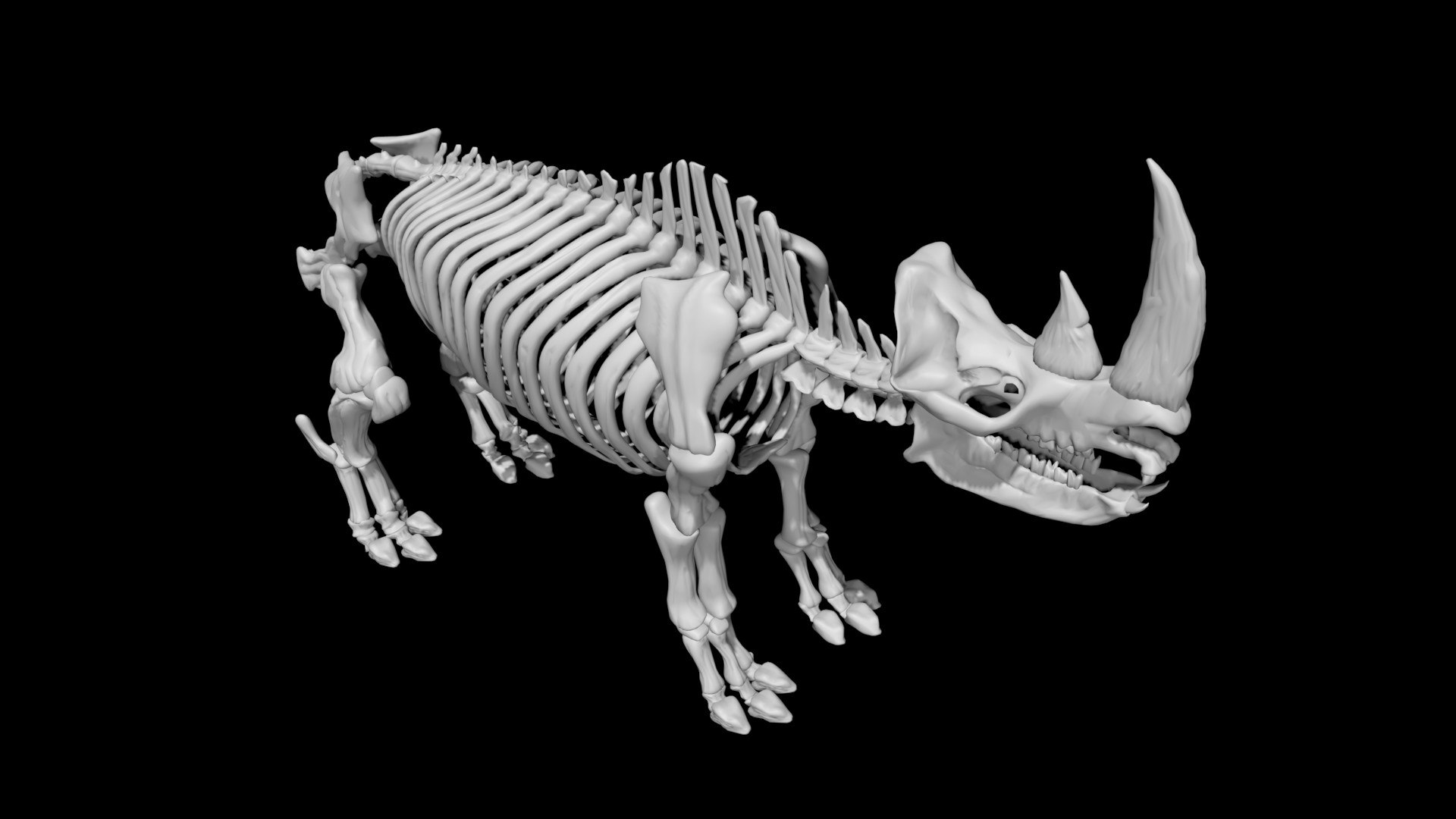 Rhino Skeleton 3D Model - TurboSquid 1853926