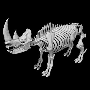 Rhino Skeleton 3D model