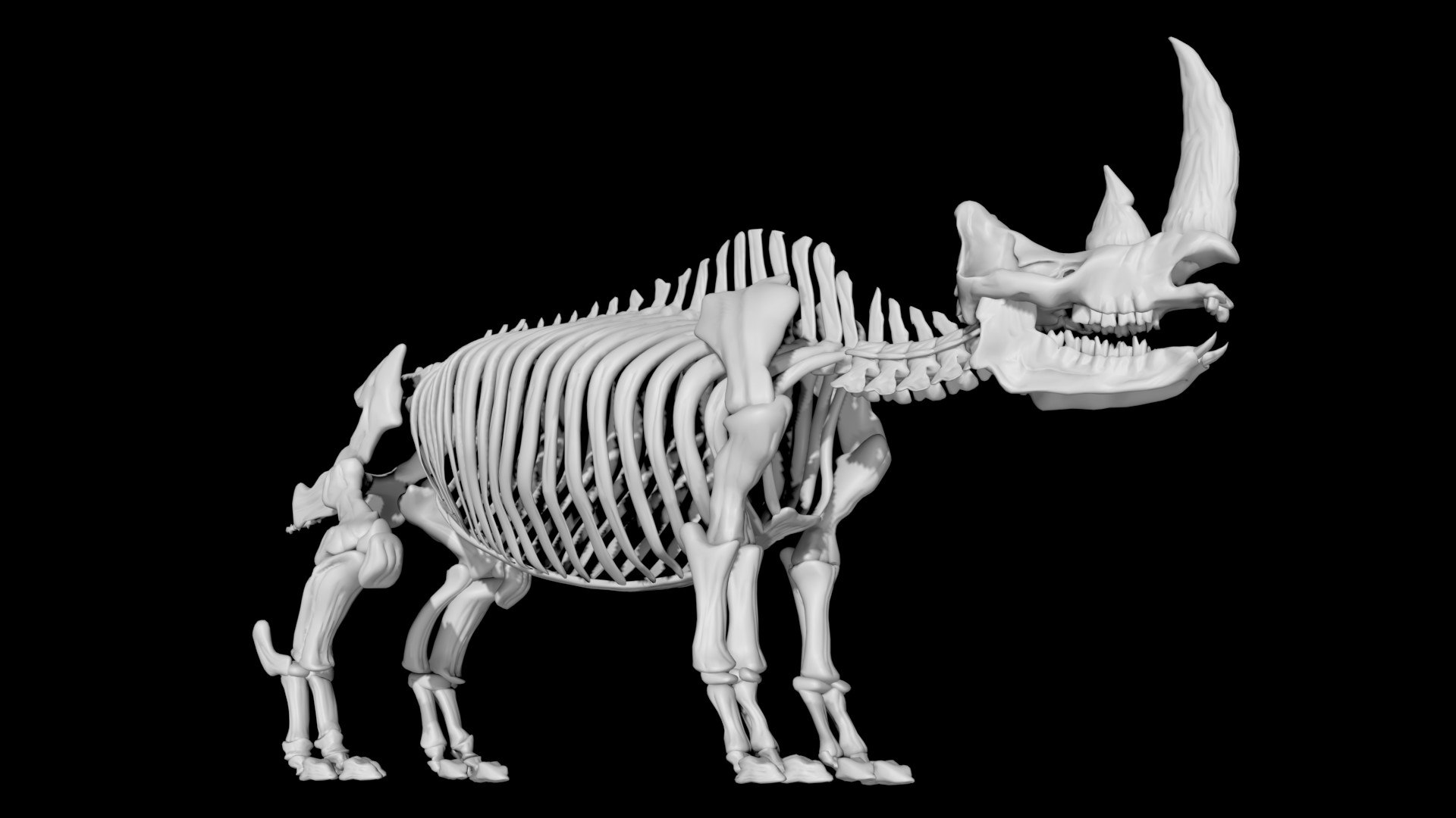 Rhino Skeleton 3D Model - TurboSquid 1853926