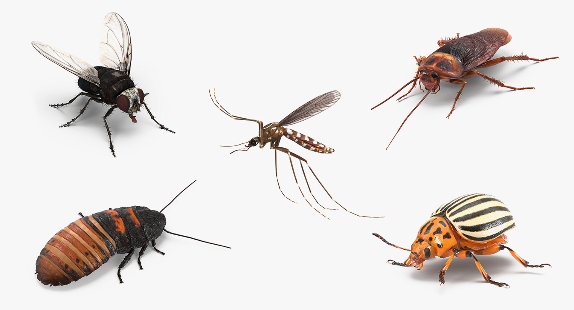 Rigged Insect Pests Collection for Maya 3D model preview