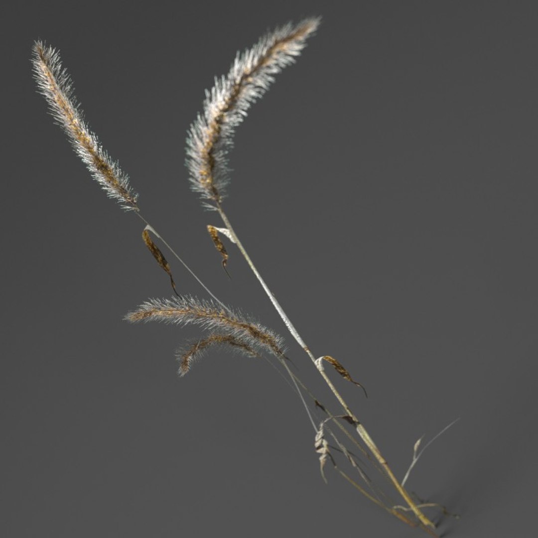 3d realistic wheat https://p.turbosquid.com/ts-thumb/qL/j0jo70/Hvgi3Ve7/6/jpg/1477018919/1920x1080/fit_q87/c9db625023b0e2de7aba30d94657bf08d2a1bce6/6.jpg