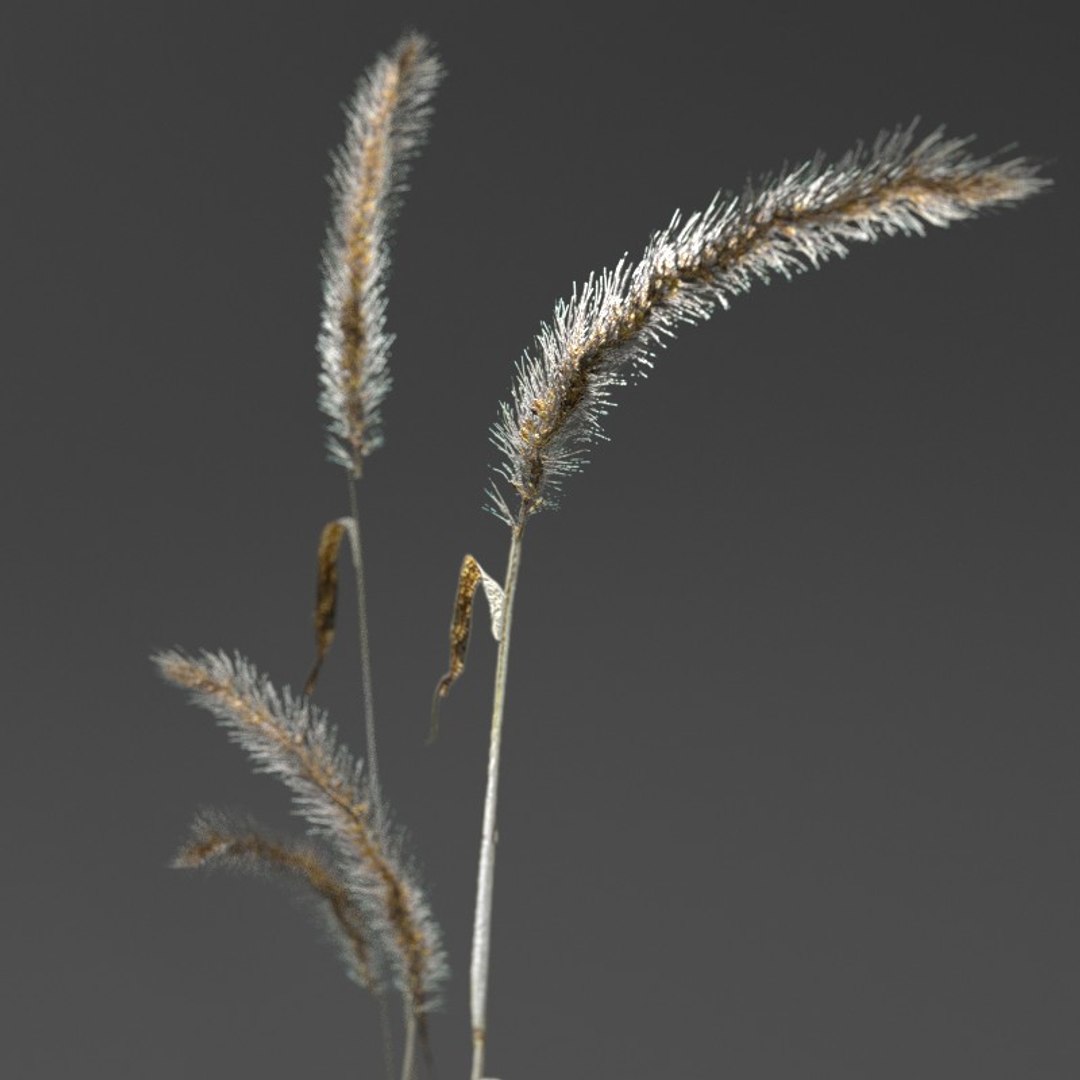 3d realistic wheat https://p.turbosquid.com/ts-thumb/qL/j0jo70/L4cyT9ak/4/jpg/1477018918/1920x1080/fit_q87/d0be92a9cf75079f6a1037a88add311c3669d30d/4.jpg