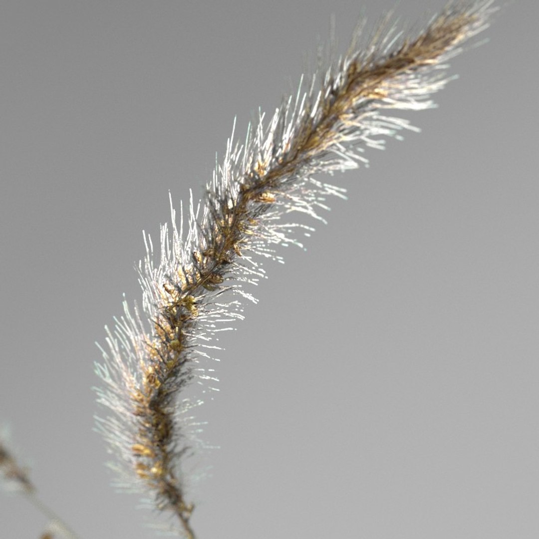 3d realistic wheat https://p.turbosquid.com/ts-thumb/qL/j0jo70/UdgxJfJr/10/jpg/1477019196/1920x1080/fit_q87/1dd927938481ffd3d7eb8e91d15e37fbeddfb0d9/10.jpg