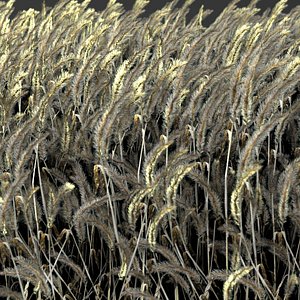 Wheat
